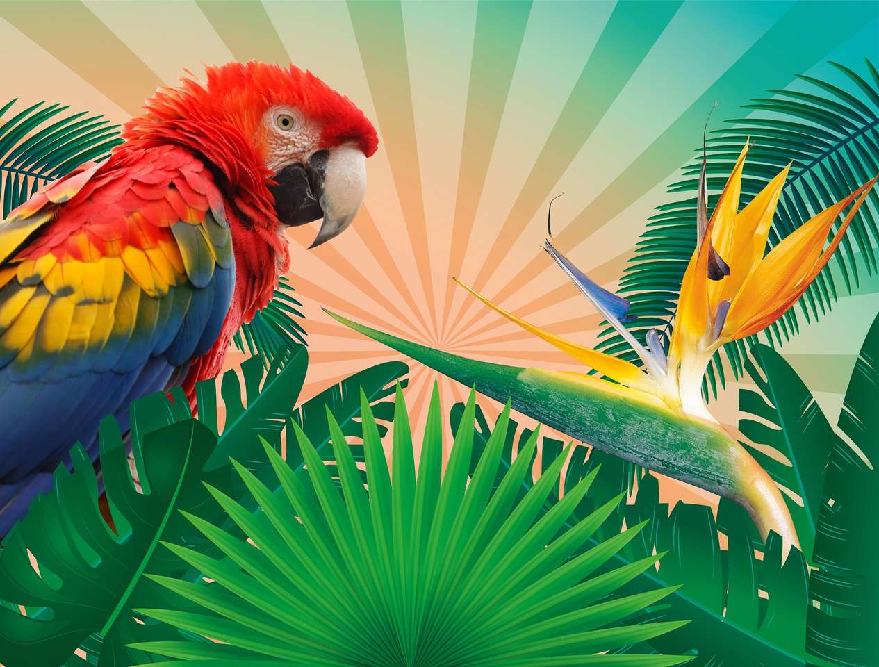 Parrot online puzzle