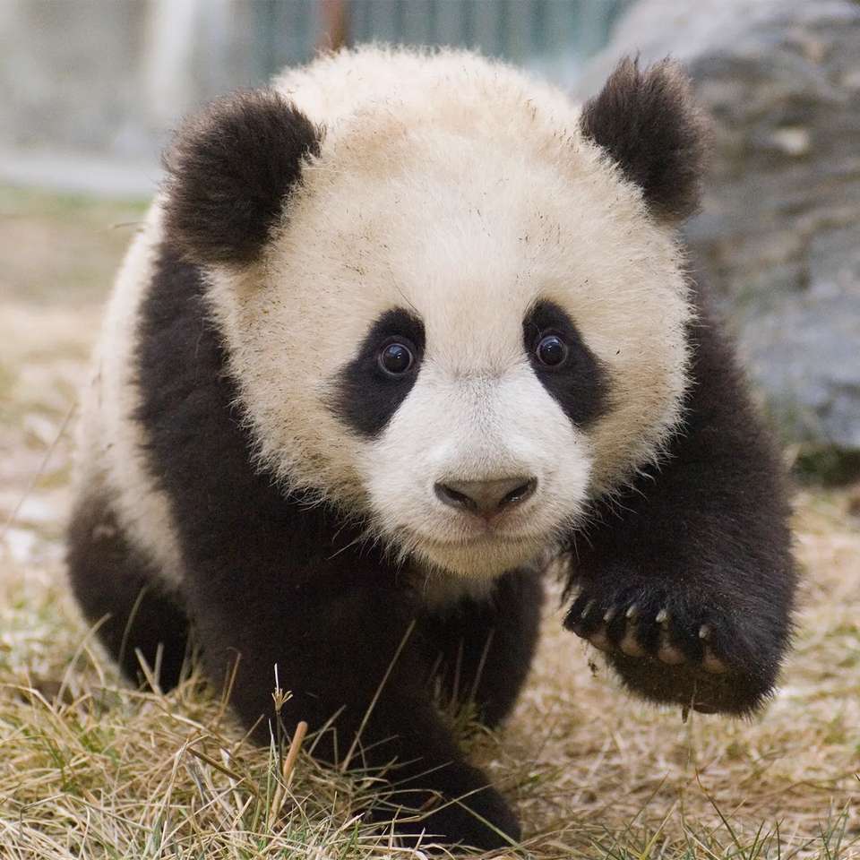 Гра-головоломка Panda онлайн пазл