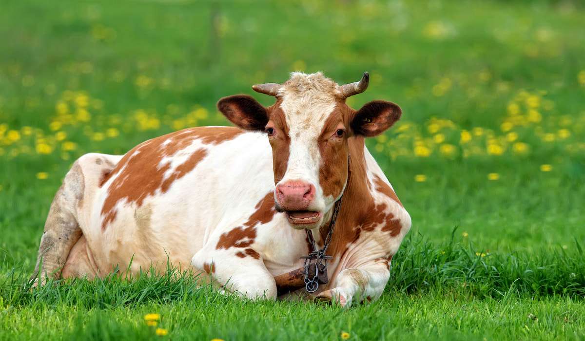 Esta es una vaca en la granja. rompecabezas en línea