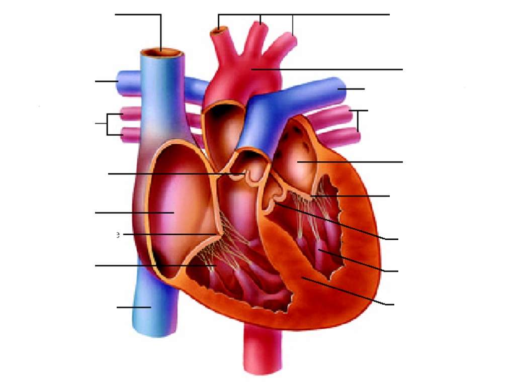 Анатомия на сърцето онлайн пъзел