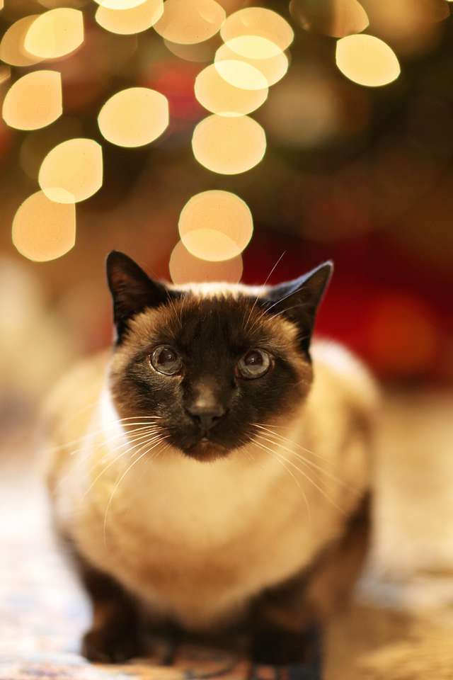 Рождественский кот пазл онлайн из фото
