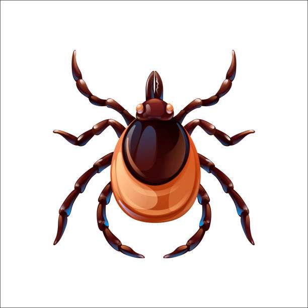 lyme disease tick puzzle online from photo