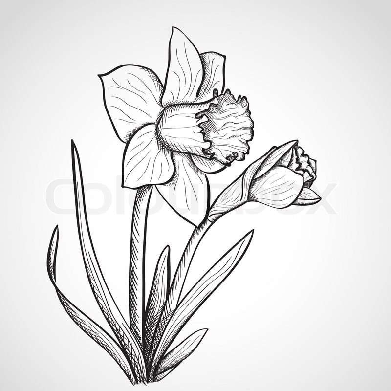 daffodil puzzle online from photo
