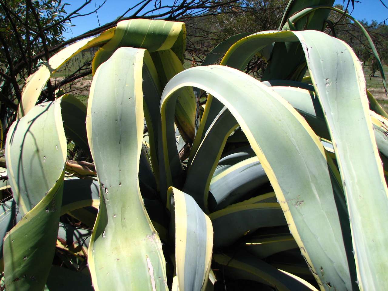 Agave plant ePuzzle photo puzzle
