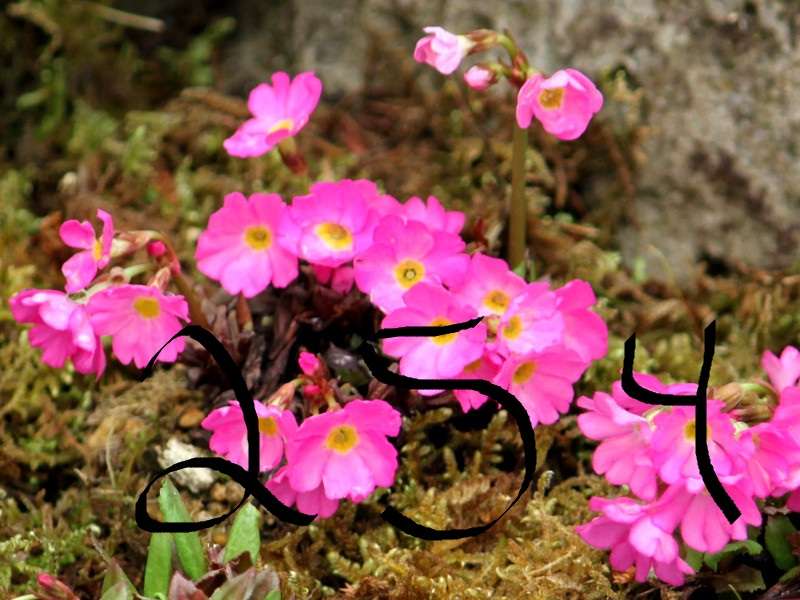 Rompecabezas de flores rompecabezas en línea