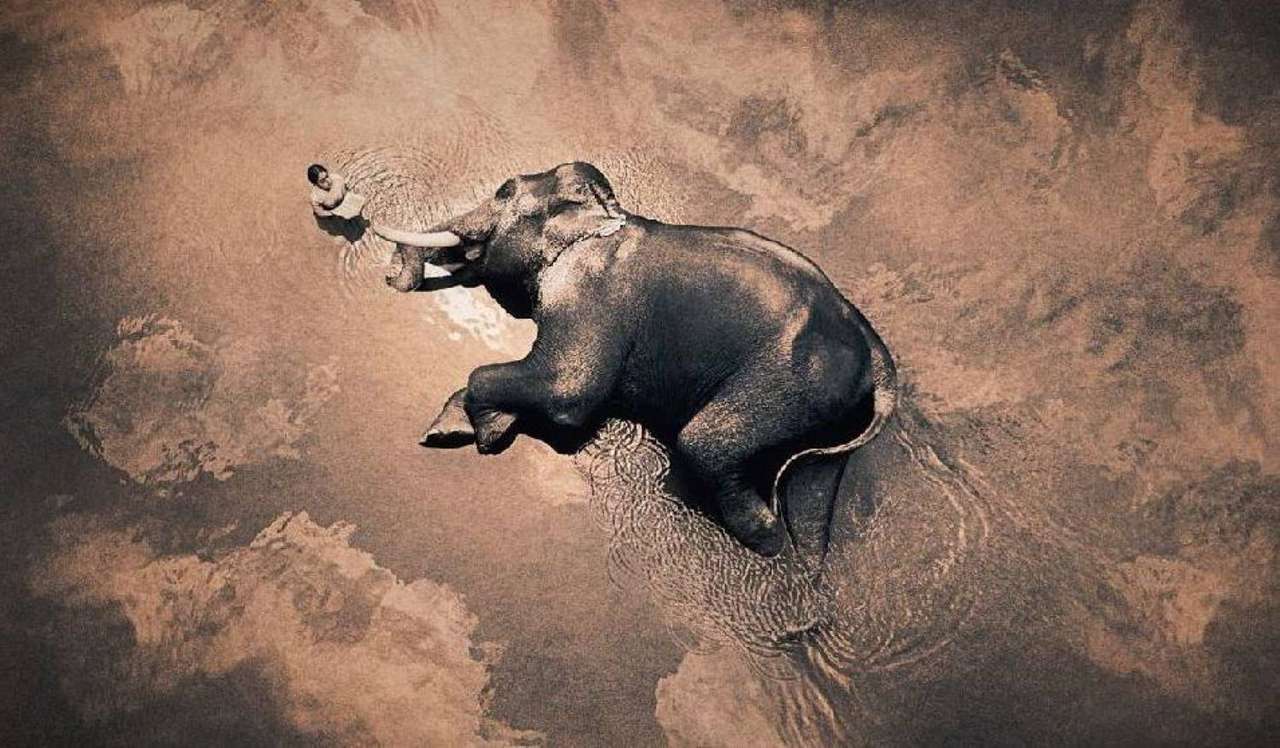 Сплячий слон скласти пазл онлайн з фото