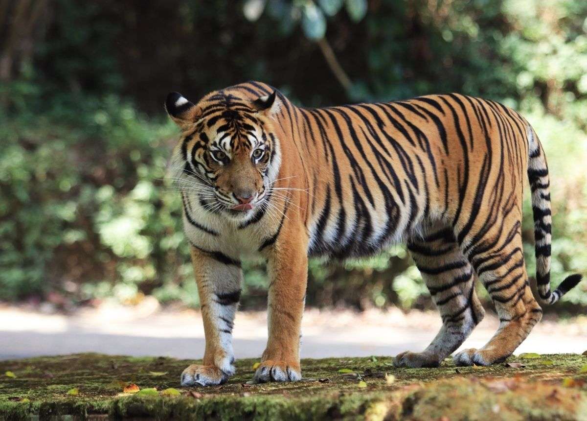 Sumatra Tiger online puzzle