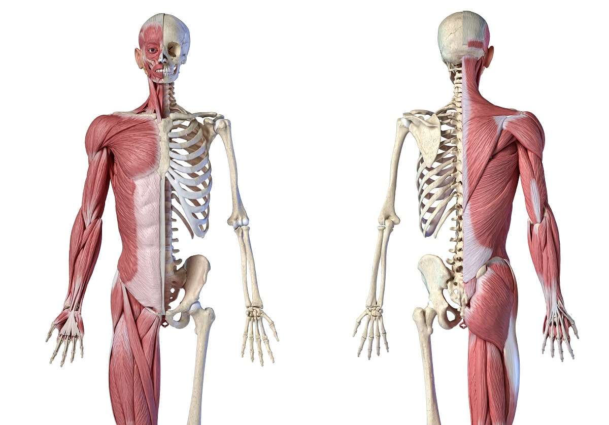 Anatomi Pussel online