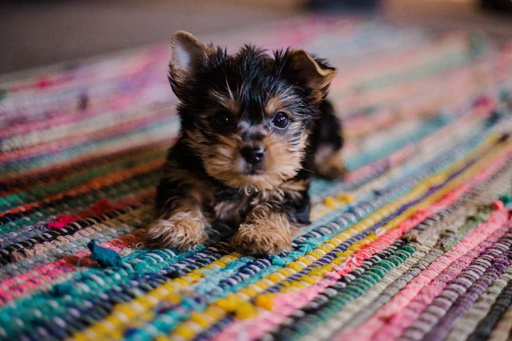 куче на килим онлайн пъзел