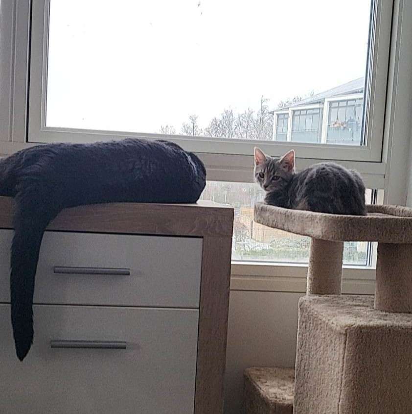 Våra 2 älskade katter pussel online från foto