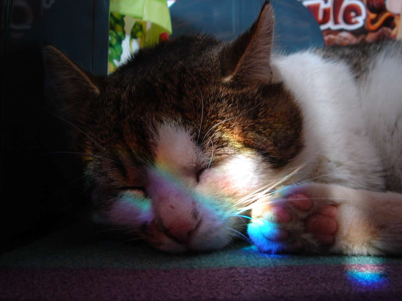 Gatto arcobaleno puzzle online
