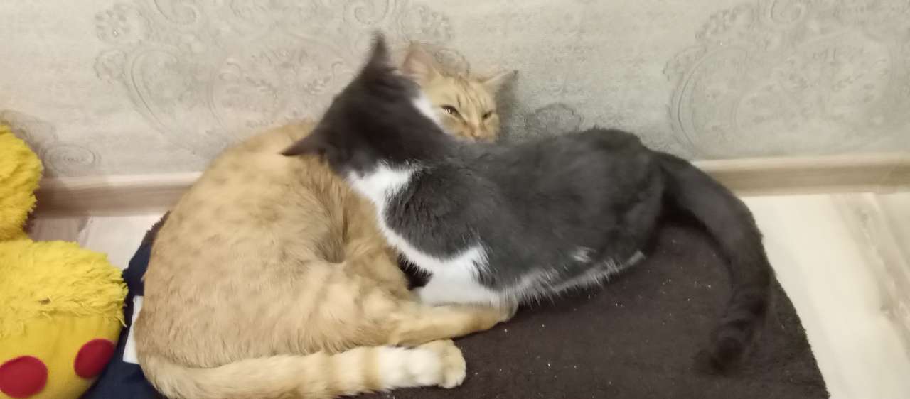 katt och kattunge pussel online från foto