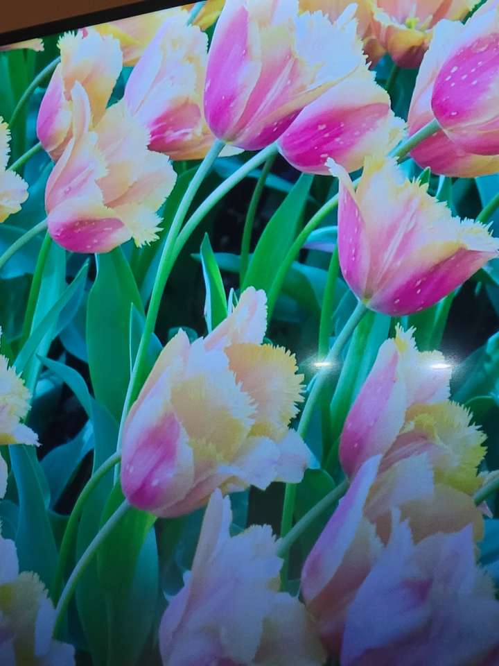 salvapantallas de tulipanes puzzle online a partir de foto