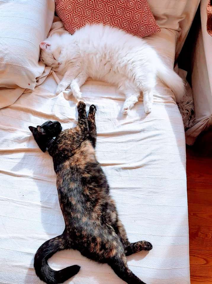 кошки на кровати пазл онлайн из фото