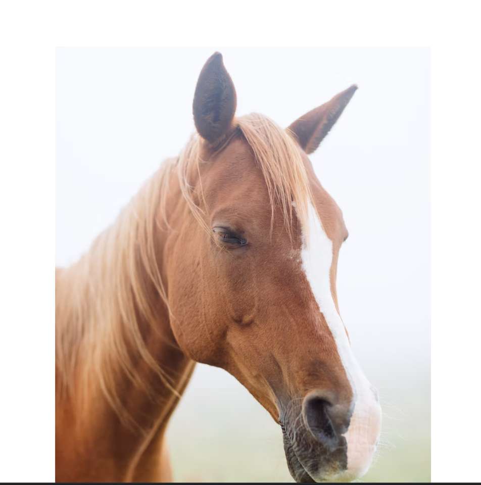 A horse outside puzzle online from photo