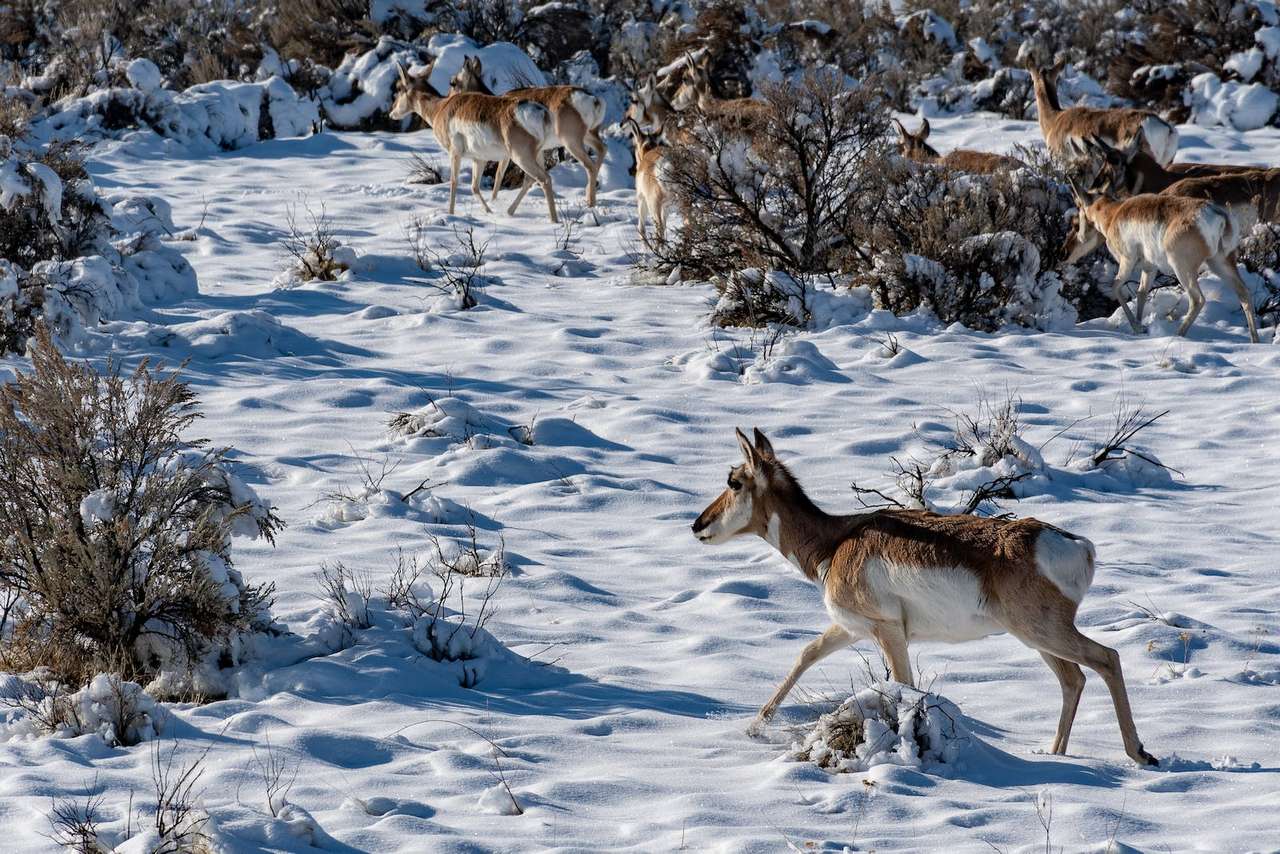 Scène d'hiver puzzle en ligne