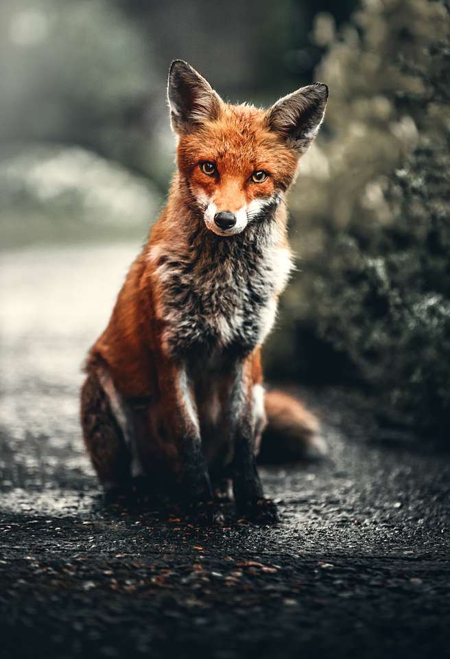 A muddy fox puzzle online from photo