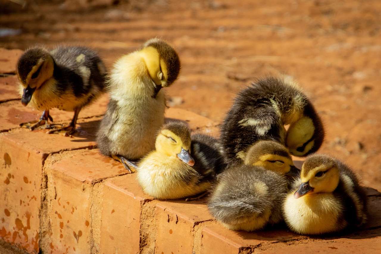 viele Vögel Online-Puzzle