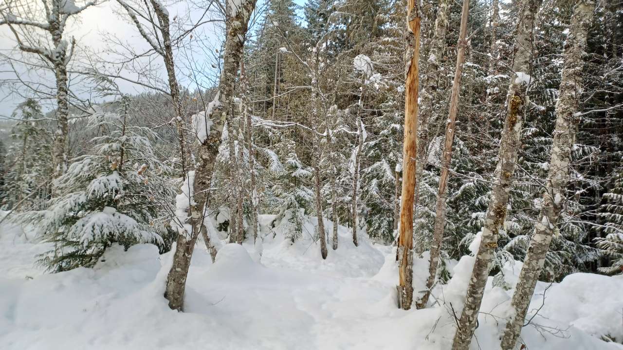 maravilha do inverno puzzle online a partir de fotografia