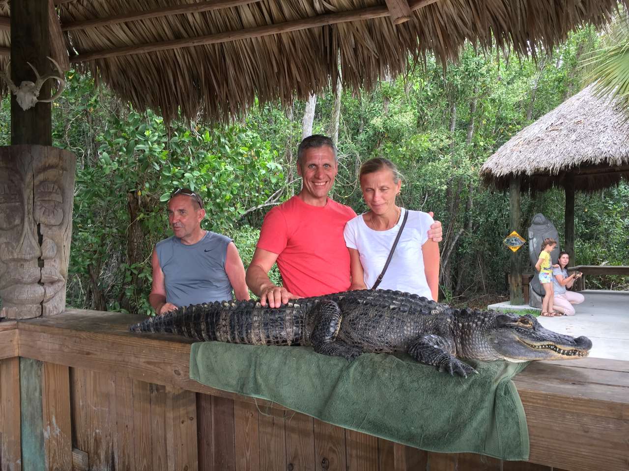Krokodill pussel online från foto