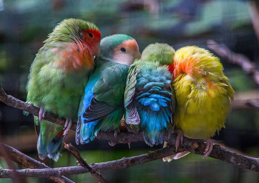 красивые птицы онлайн-пазл