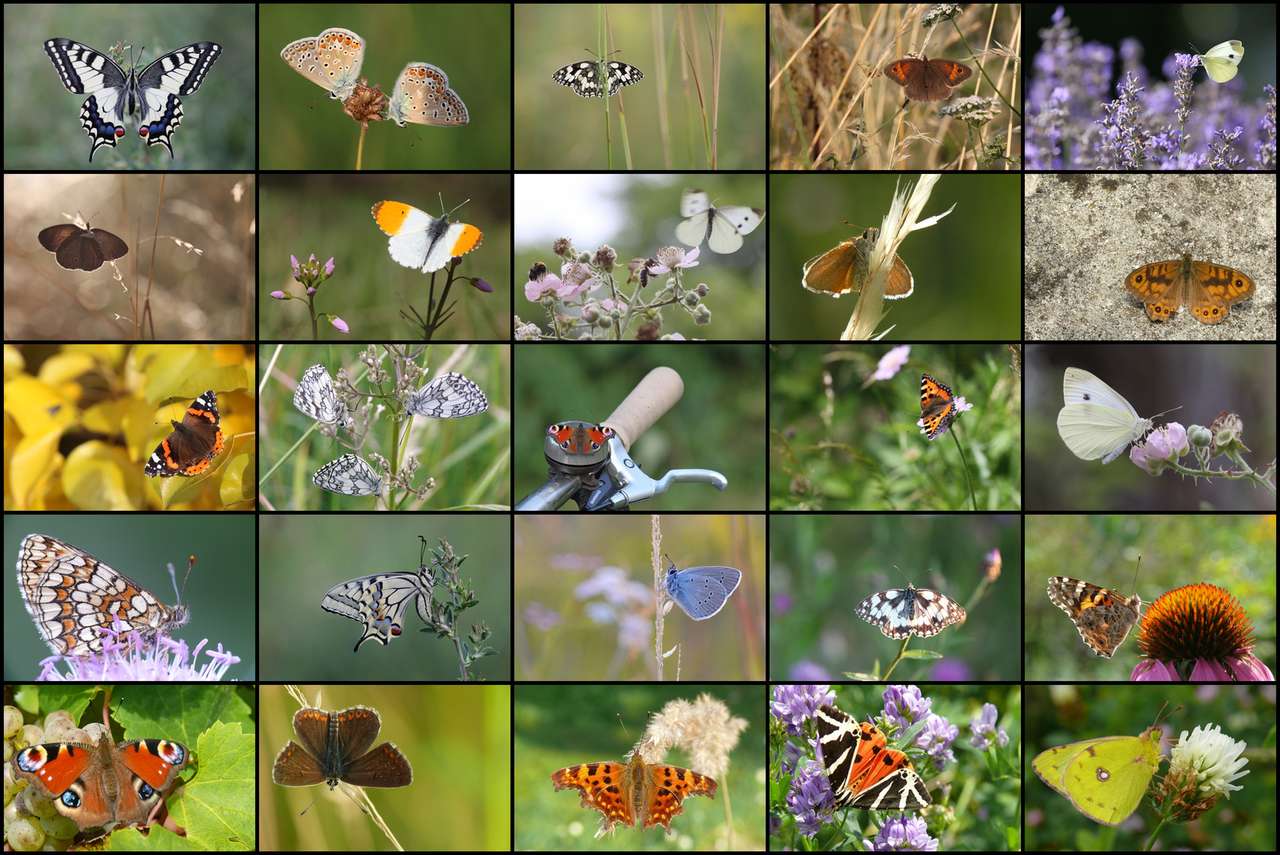 mistura de borboletas puzzle online a partir de fotografia