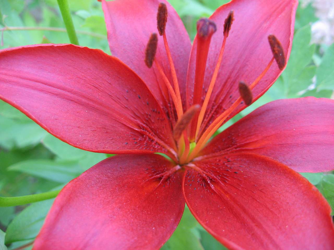 Scarlet lily puzzle online from photo