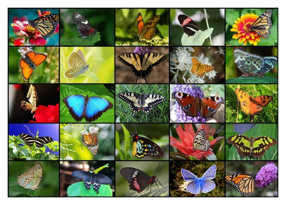 Mezcla de mariposas puzzle online a partir de foto