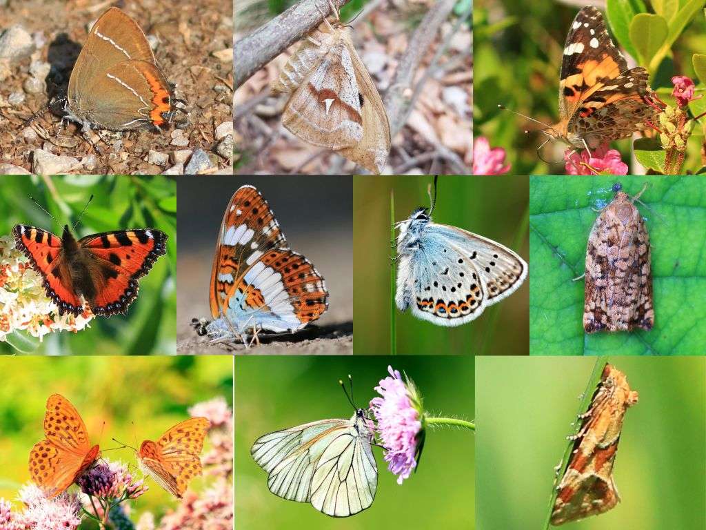 Pillangók keveréke online puzzle
