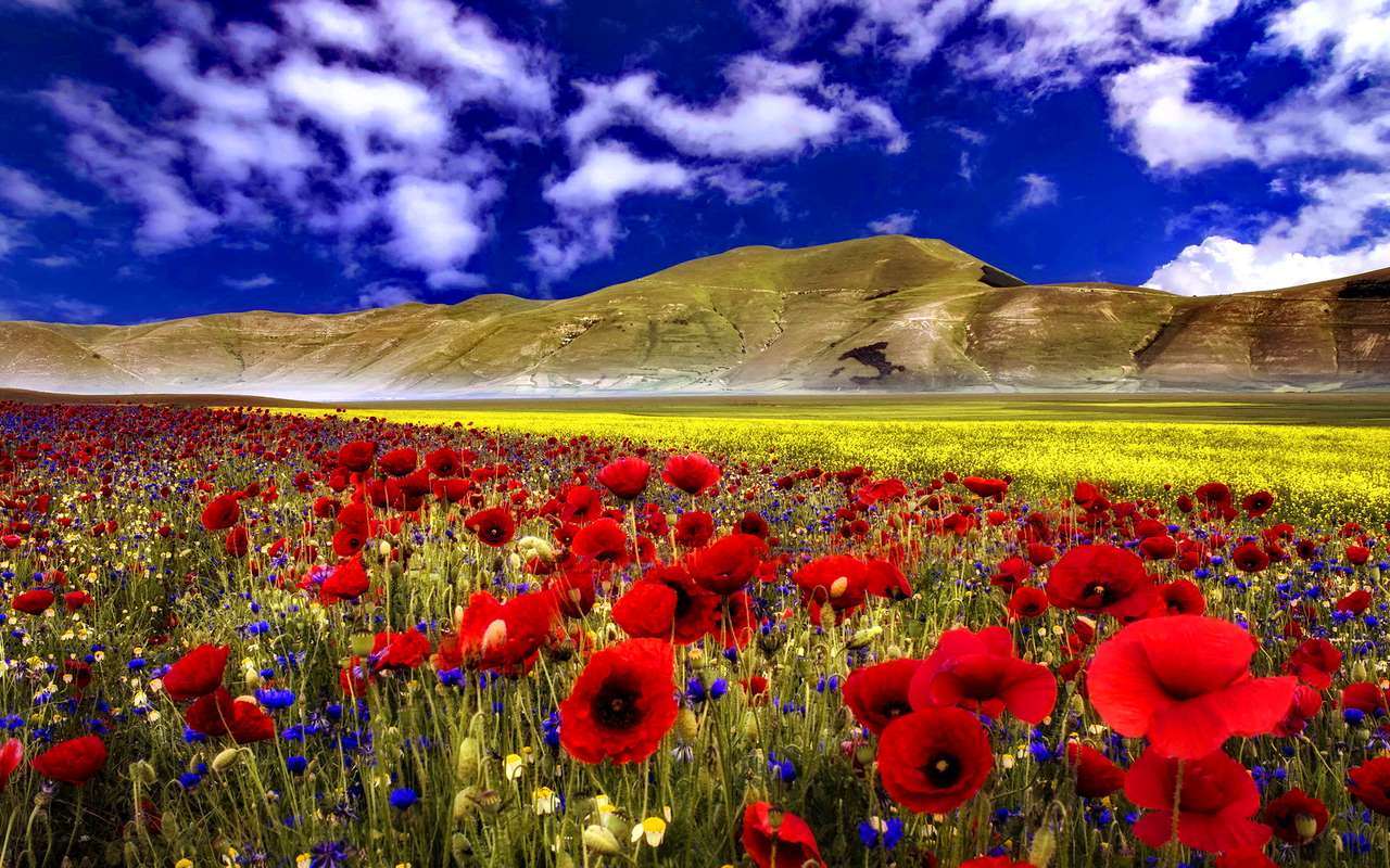 Poppies in the Blue Sky online puzzle