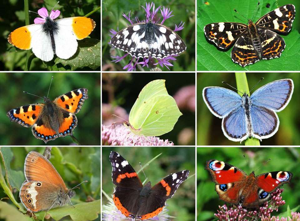 Směs motýlů online puzzle