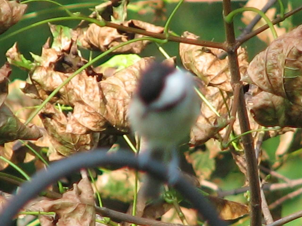 Chickadee1 puzzle online from photo