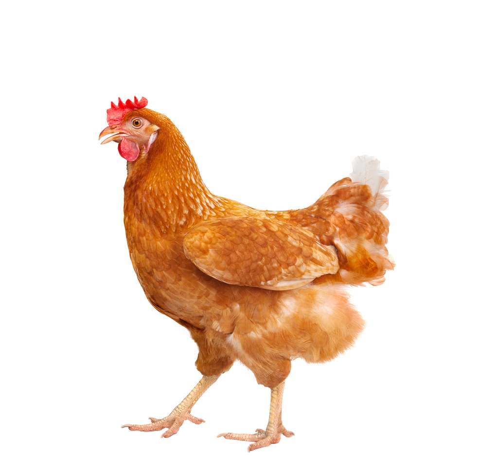 Пиле (домашни птици) онлайн пъзел от снимка