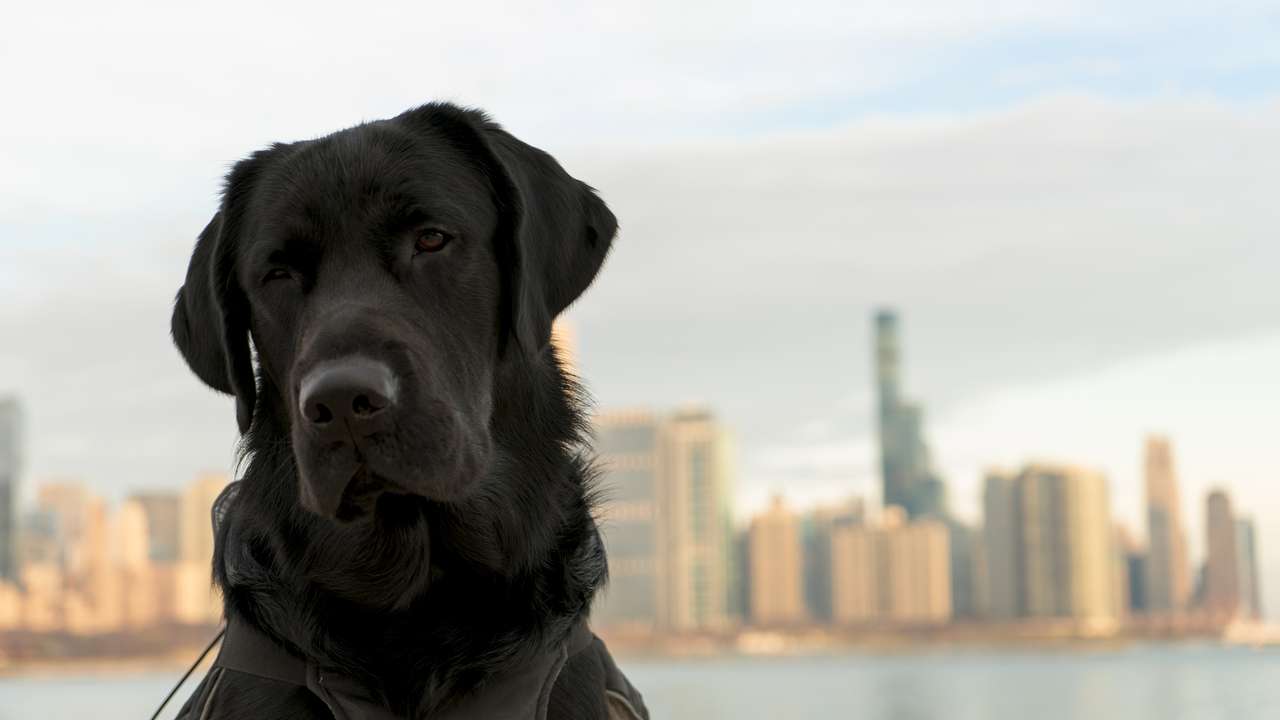 Labrador retriever puzzel online van foto