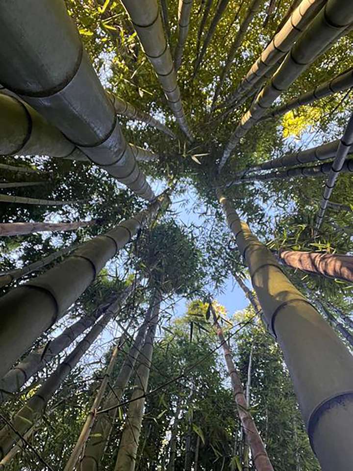 Bosque de bambú puzzle online a partir de foto