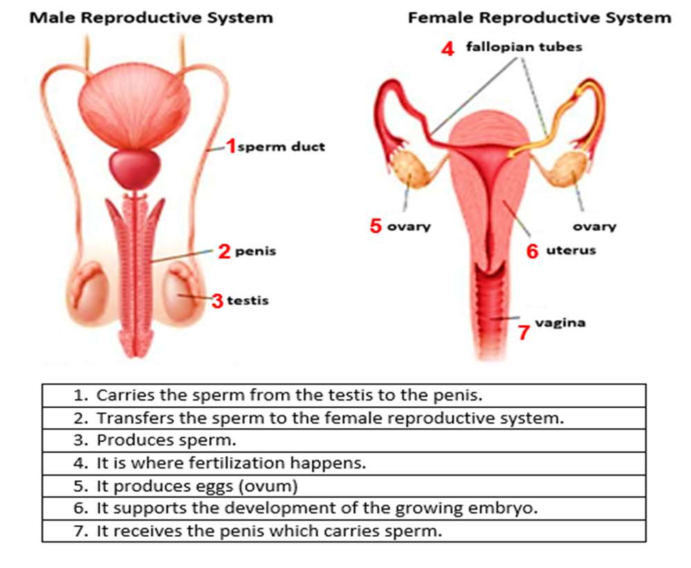 Mannelijk en vrouwelijk voortplantingssysteem online puzzel