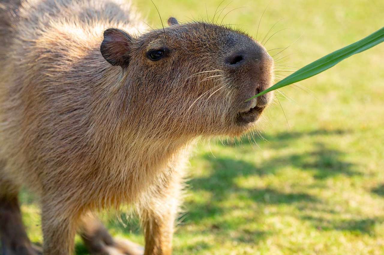 Capybara je můj táta puzzle online z fotografie