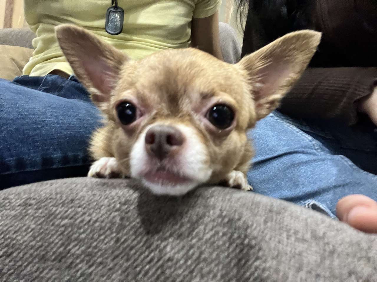 Chihuahua Pussel online