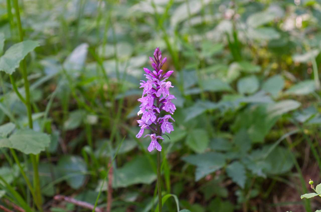 Wilde orchidee online puzzel