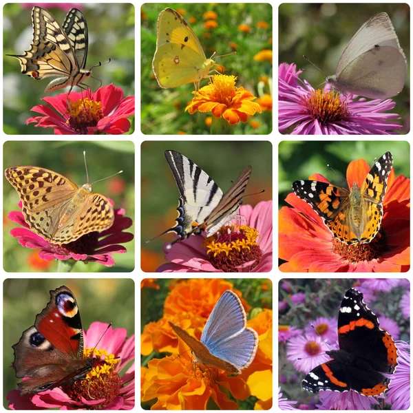 vlinders vlinders online puzzel