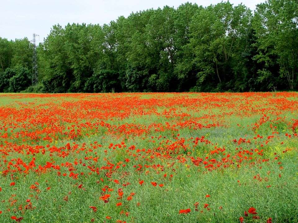 Campo da França puzzle online