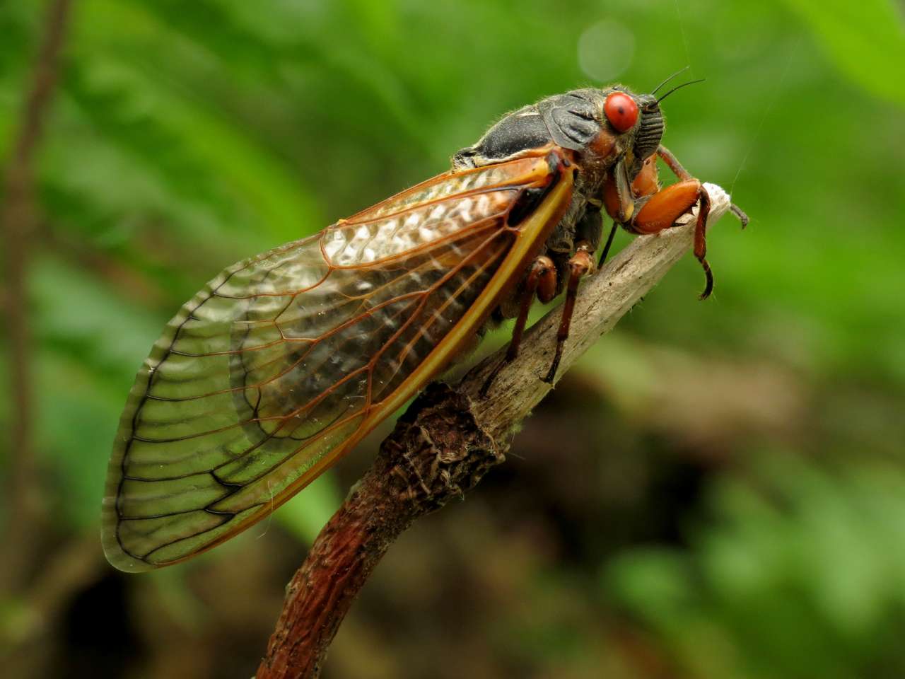 Cicada Puzzle puzzle online from photo