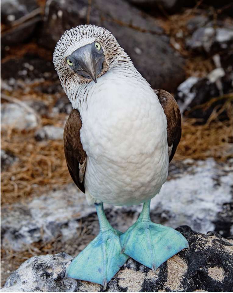 the blue footed booby online puzzle