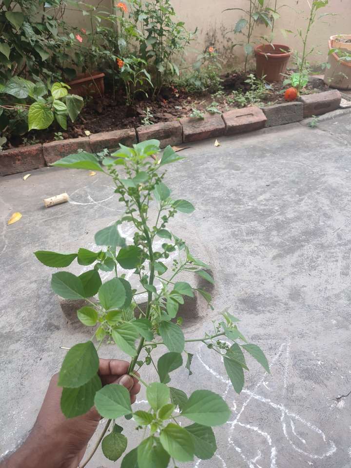 Plant pussel pussel online från foto