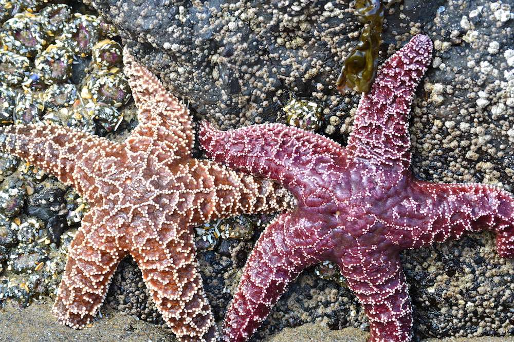 Mořské hvězdy online puzzle