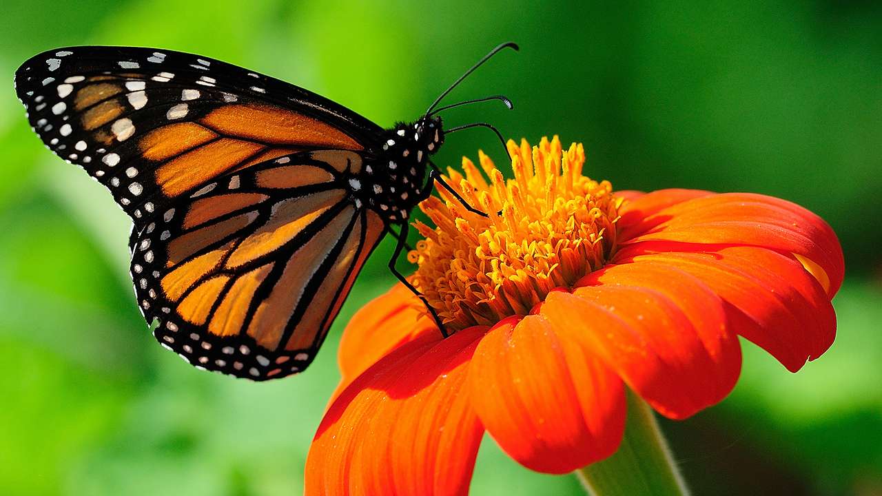 Пеперуда при цвете онлайн пъзел