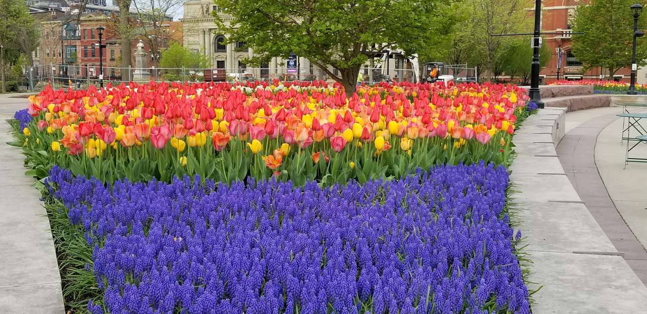 Washington Park tulipánok puzzle online fotóról