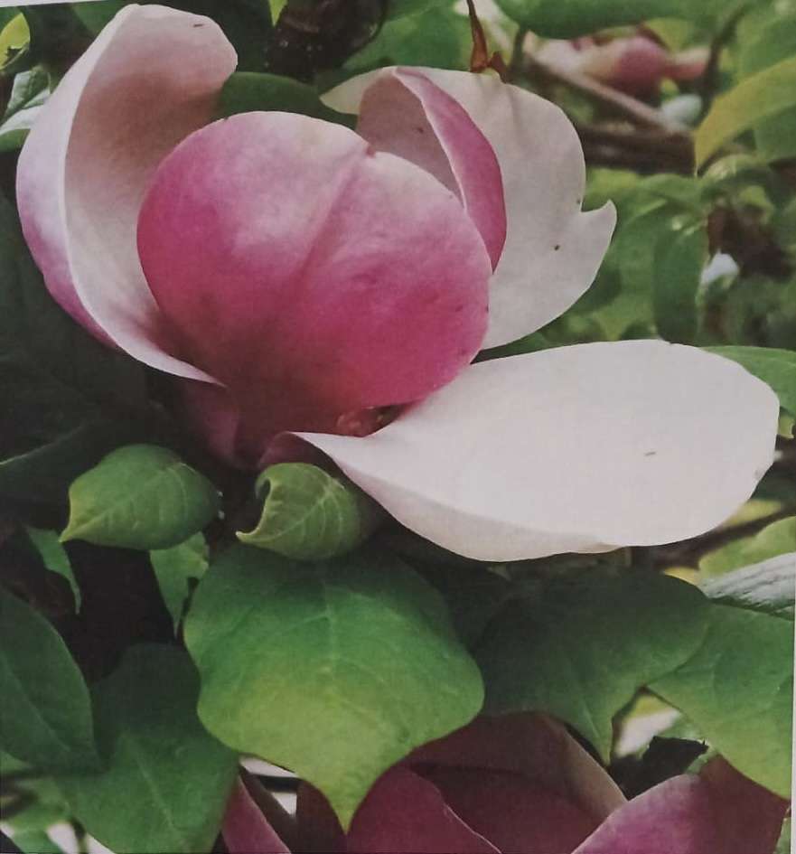 Magnolia puzzle online from photo