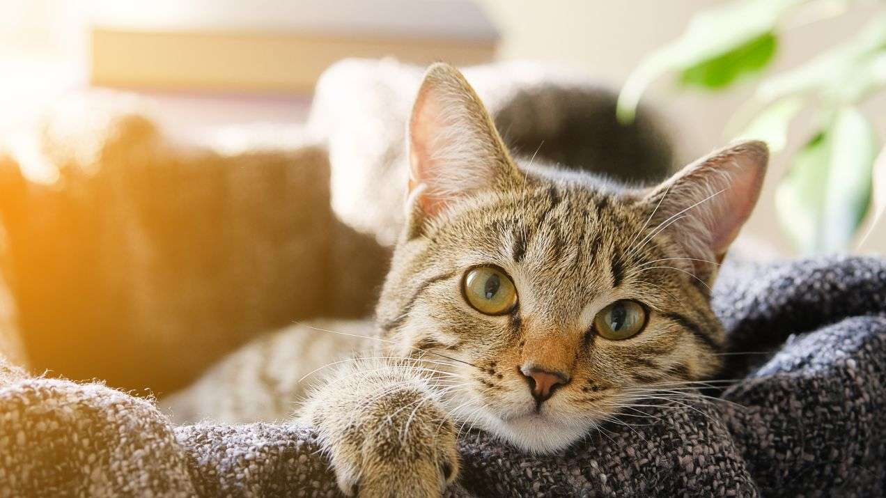 Roztomilá kočička v pelíšku online puzzle
