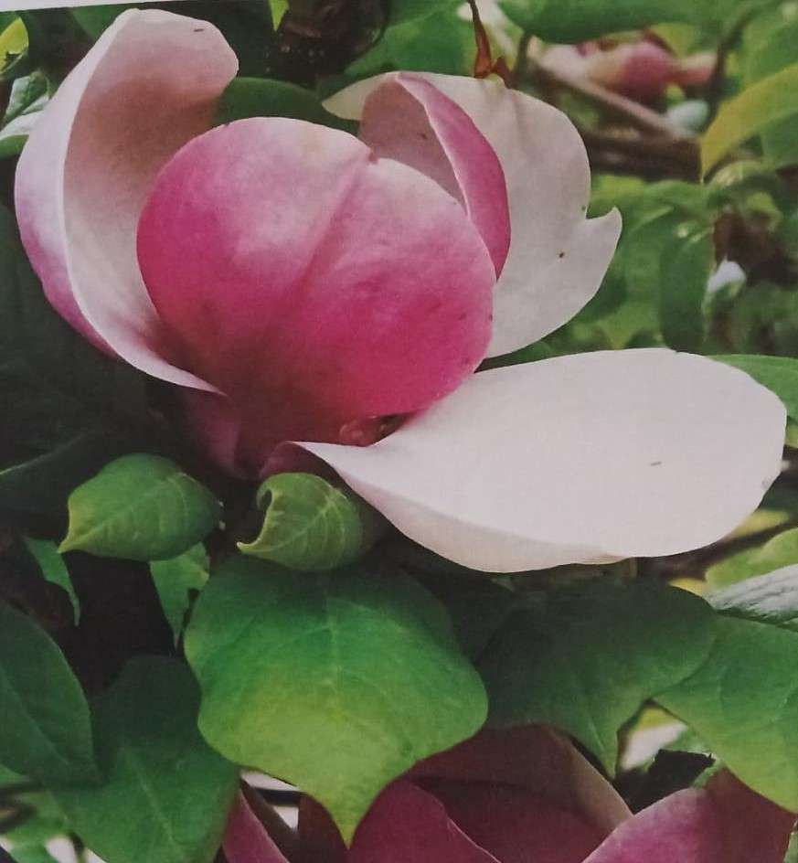 Flower Puzzle pussel online från foto